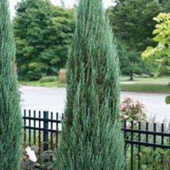 Juniperus scopulorum 'Blue Arrow'