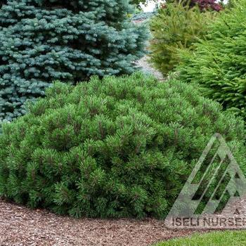 Pinus mugo 'Slowmound'