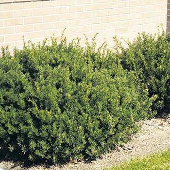 Taxus x media 'Tauntonii'