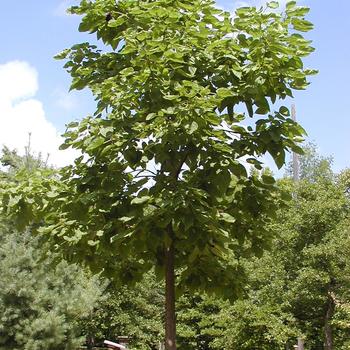 Catalpa speciosa