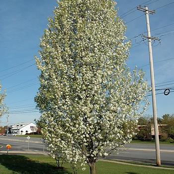 Pyrus calleryana 'Cleveland Select'