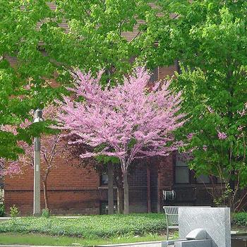 Cercis canadensis 