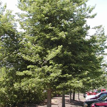 Celtis occidentalis