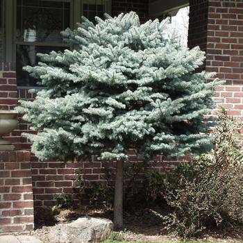 Picea pungens 'Globosa 