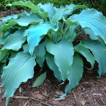 Hosta 