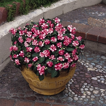 Impatiens walleriana (Double Impatiens)