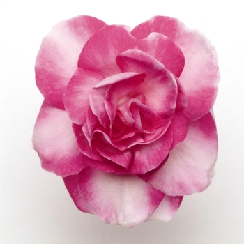 Impatiens walleriana