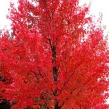 Acer rubrum 'Autumn Radiance'