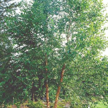 Betula nigra