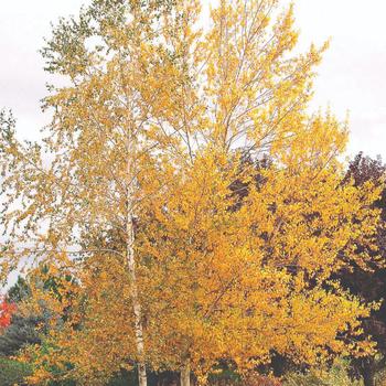 Betula populifolia 'Whitespire'