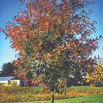 Quercus rubra