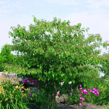 Cornus alternifolia