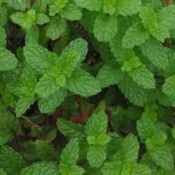 Mint 'Orange Mint'