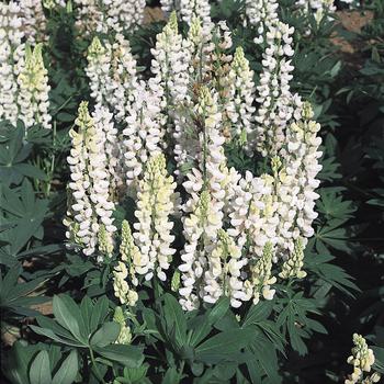 Lupinus Mini Gallery White 