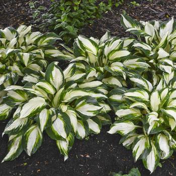 Hosta 