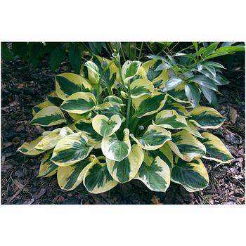 Hosta Brim Cup 