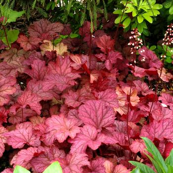 Heuchera Berry Smoothie 