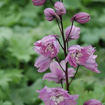 Delphinium elatum 'Magic Fountain Lilac Pink'