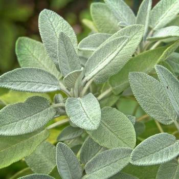 Origannum 'English Thyme'
