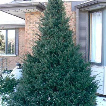 Taxus cuspidata 'Capitata'