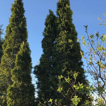 Thuja plicata 'Fastigiata'