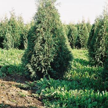 Thuja occidentalis 'Techny'