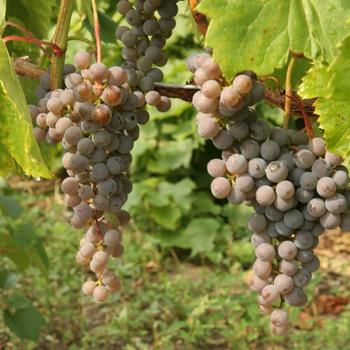 Vitis 'Frontenac'