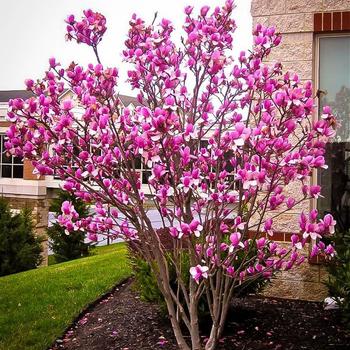 Magnolia 'Ann'