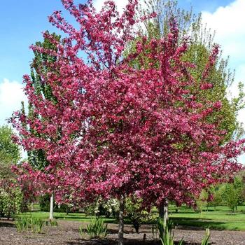 Malus ‘JFS-KW5’ (Royal Raindrops®)