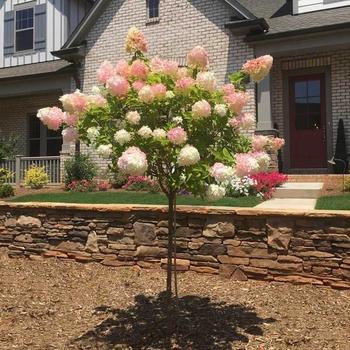 Hydrangea paniculata Renhy