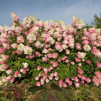 Hydrangea paniculata 