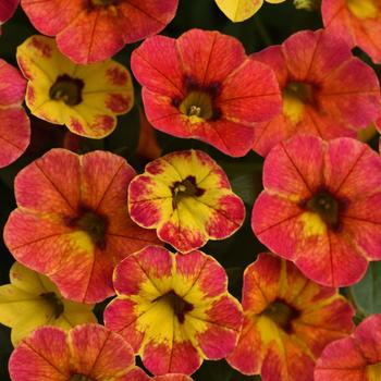 Calibrachoa (Mini Petunia)