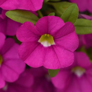 Calibrachoa (Mini Petunia)