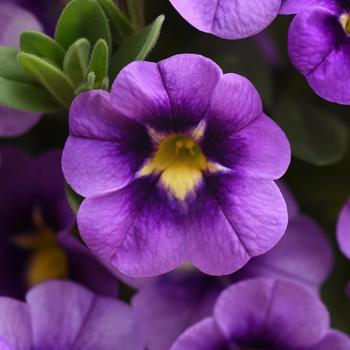 Calibrachoa (Mini Petunia)