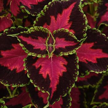 coleus scutellarioides