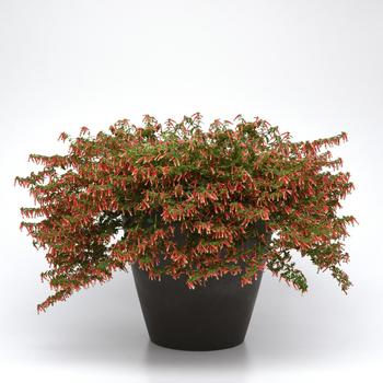 Cuphea hybrid
