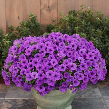 Petunia 