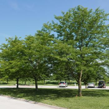 Gleditsia triacanthos var. inermis ‘Skyline’