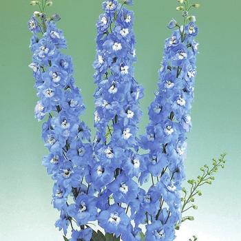Delphinium elatum cultorum 'Aurora Blue