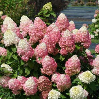 Hydrangea paniculata