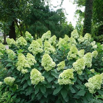 Hydrangea paniculata