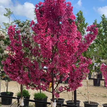 Malus 'Shotizam'