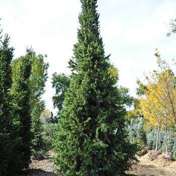 Picea abies 'Cupressina 