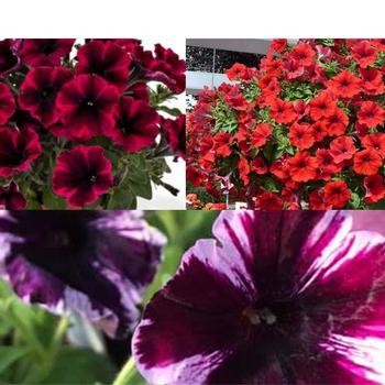 Petunia