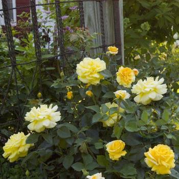 Rosa 'Baiage'