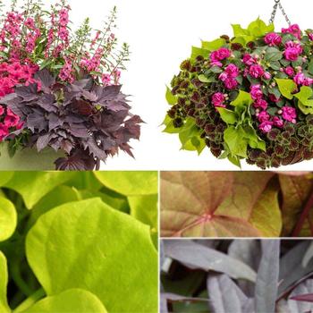 Multiple Varieties