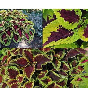 Solenostemon scutellarioides Kong™ Series
