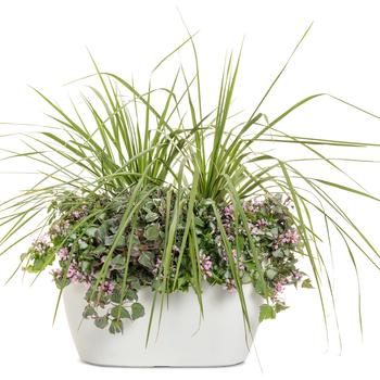 Dracaena Spike