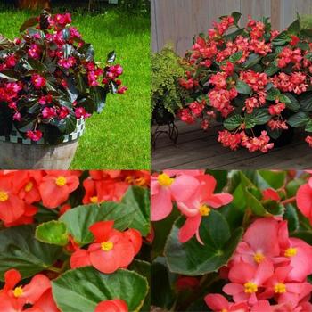 Begonia Big Series Bronze & Green Leaf