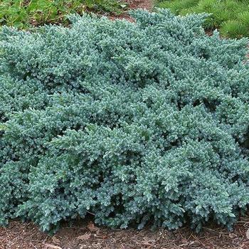 Juniperus squamata 'Blue Star'